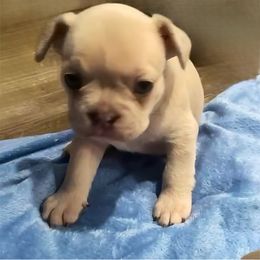 Dotty - Blue fawn female French Bulldog puppy in Amarillo, Texas from Bomb City Bulldogs