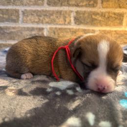 Red collar male - Red male Pembroke Welsh Corgi puppy in Mcarthur, Ohio from Bentley Corgis LLC