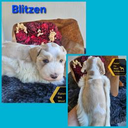 Blitzen - Parti male Miniature Schnauzer puppy in Crosby, Texas from Raisin' the Woof Schnauzers