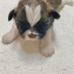 Shih Tzu Puppies from Willow Lane Shih Tzus
