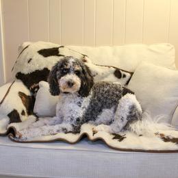 Assorted Doodle Crosses, Bernedoodle, and Goldendoodle All Grown Up from Happy Top Doodles