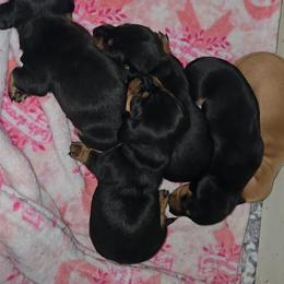 Light purple - Black and tan female Dachshund puppy in Kalama, Washington from Neeley Family's Weenies