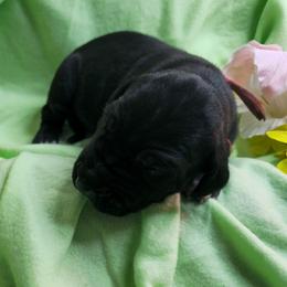 Scarlet - Black female Great Dane puppy in Brookings, South Dakota from Debonair Danes