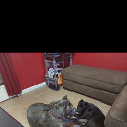Cane Corso Puppies from Steel Cane Corso