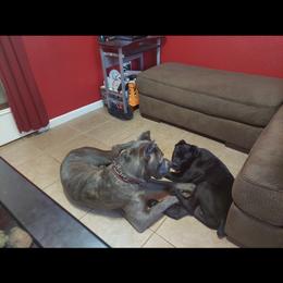 Cane Corso Puppies from Steel Cane Corso