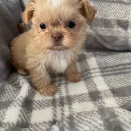 Shih Tzu Puppies from Sweet on Tzu