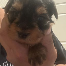 Yorkshire Terrier Puppies from Yorkshire Terrier Puppies