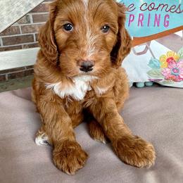 Goldendoodle Puppies from Halo Doodles