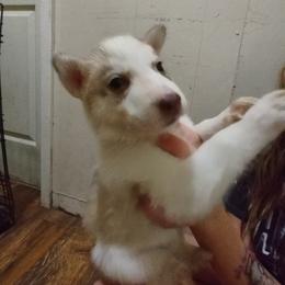 Siberian Husky Puppies from Millington Breeders