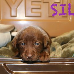 SILO - Chocolate female Labrador Retriever puppy in Lawton, Michigan from DuckAlly Kennel