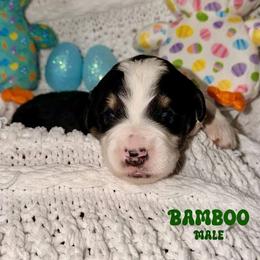 Bamboo - Tri-color male Bernedoodle puppy in Beecher, Illinois from Erica’s Doodles