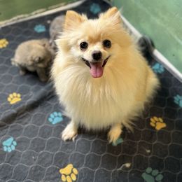 Diva - Pomeranian