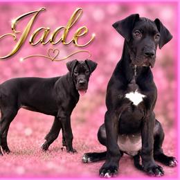 Jade - Black and white female Great Dane puppy in Gonzales, Louisiana from Anstatt House Of Danes