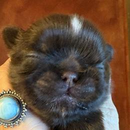 Star - Liver female Shih Tzu puppy in Dallas, Texas from Heart and Soul Shih Tzu