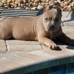 American Bullies from Vixen Bully Camp