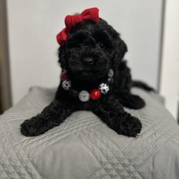 Gingerbread - Black female Cockapoo puppy in Deming, Washington from Heavenly Puppies to Love
