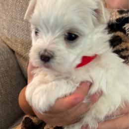 Girl, Red Collar - White female Maltese puppy in Cisco, Texas from Fancy Pants Maltese
