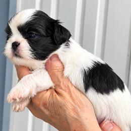 Mitzy - Black and white female Shih Tzu puppy in Tallahassee, Florida from Bows and Bow Ties