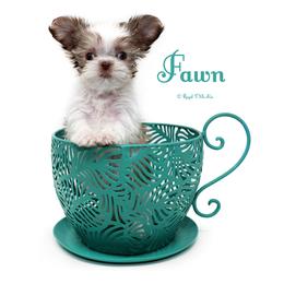 Fawn - Sable female Mi-Ki puppy in Elizabeth, Colorado from Royal T Mi-Kis