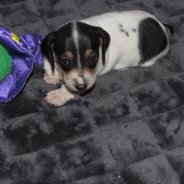 Girl 3 - female Dachshund puppy in Harvard, Illinois from Lori's Cavalier King Charles Spaniels & Dachshunds