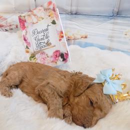 Benedict - Apricot male Poodle puppy in Fountain, Florida from Silva Royale Standard Poodles