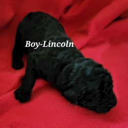 Lincoln - Poodle puppy in Burleson, Texas from Patriotic Poodles