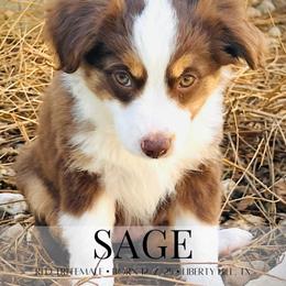 Sage - Red tri female Miniature Australian Shepherd puppy in Liberty Hill, Texas from Stone & Sage ATX Toy & Mini Aussies