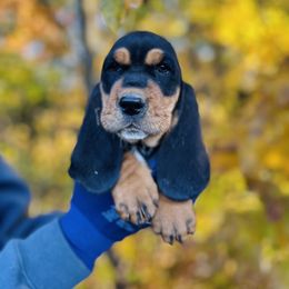 Basset Hound Puppies from Central Kentucky Basset Hounds