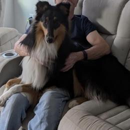 Collie All Grown Up from Tucker Creek Collies