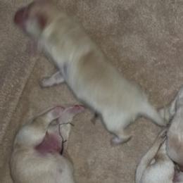 Red - Yellow male Labrador Retriever puppy in Siloam Springs, Arkansas from Karemy Kennels (Karemy Labradors)