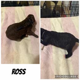 Ross - Black male Poodle puppy in Piqua, Kansas from Legacy Farms Standard Poodles