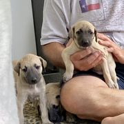 Sloughi Puppies from Almaboubin Sloughis