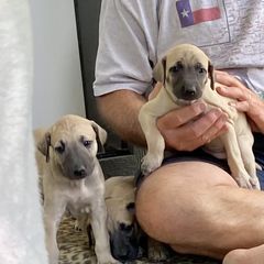 Sloughi Puppies from Almaboubin Sloughis