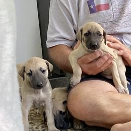 Sloughi Puppies from Almaboubin Sloughis