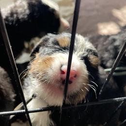 Girl 4 - Tri-color female Bernese Mountain Dog puppy in Rochester, New Hampshire from Stick House Bernese