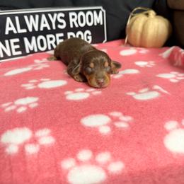 Pumbaa AKC 3000 choc and tan boy - Chocolate and tan male Dachshund puppy in Indian Trail, North Carolina from Hilda’s Teenie Weenies