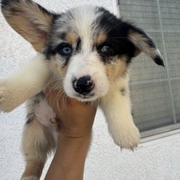 Squish - Blue male Pembroke Welsh Corgi puppy in Chowchilla, California from CalValley Kennels