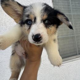 Squish - Blue male Pembroke Welsh Corgi puppy in Chowchilla, California from CalValley Kennels