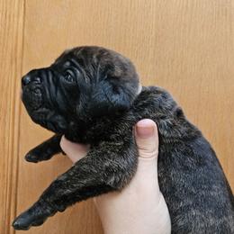 Gray Collar Male - Chestnut brindle male Cane Corso puppy in Lewistown, Montana from Corsi Amore Kennels