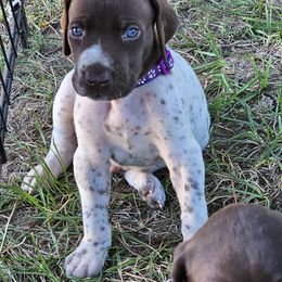 Boy 5 - Liver roan male German Shorthaired Pointer puppy in Henderson, Texas from C4 Gun Dogs