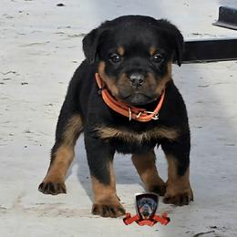 Rottweiler Puppies from Spoon River Rottweilers