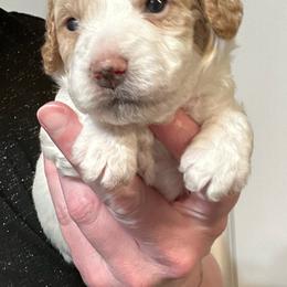 Snickerdoodle - Buff and white male Cockapoo puppy in Salem, Oregon from Capital Doodles