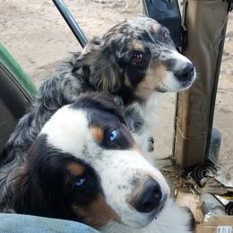 Australian Shepherds from Lone Tree Aussies