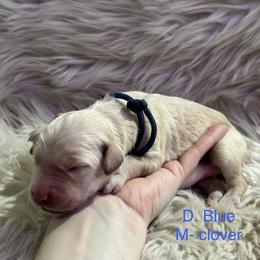 Clover - D. Blue collar. - Cream male Goldendoodle puppy in Orange City, Florida from Rainbow Doodle
