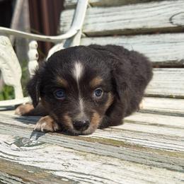 Seashell - Black tri female Miniature Australian Shepherd puppy in Licking, Missouri from Burnett Aussies