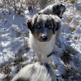Australian Shepherd Puppies from Double NB Livestock LLC