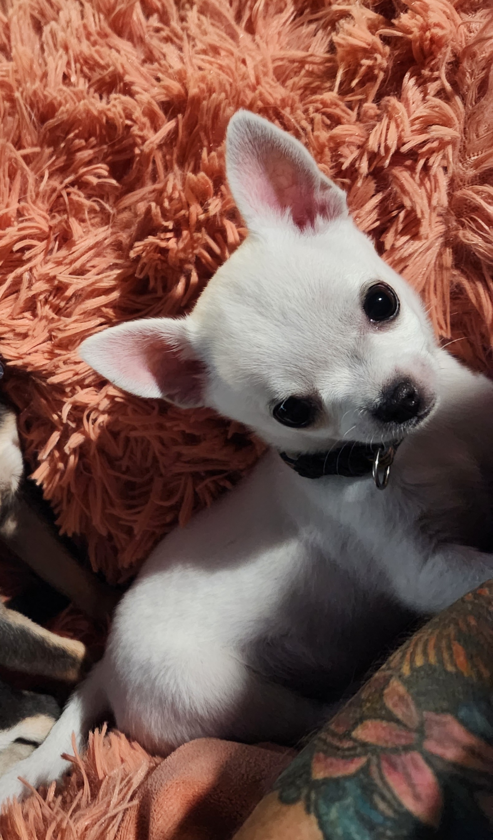 Chihuahua Puppies from OutLaw Chihuahua's