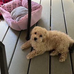 Australian Shepherd and Poodle Puppies from The Mason Farm