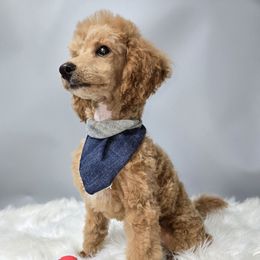 Willie - Poodle
