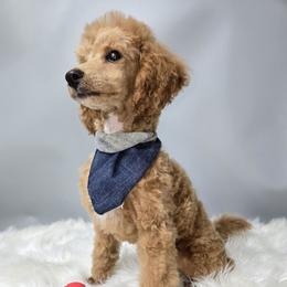 Willie - Poodle